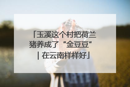 玉溪这个村把荷兰猪养成了“金豆豆”｜在云南样样好