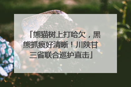 熊猫树上打哈欠，黑熊抓痕好清晰！川陕甘三省联合巡护直击