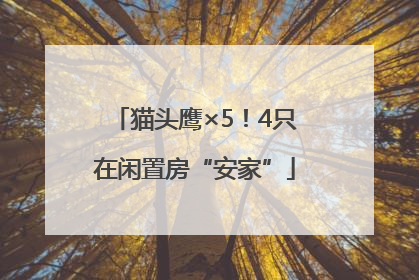 猫头鹰×5！4只在闲置房“安家”