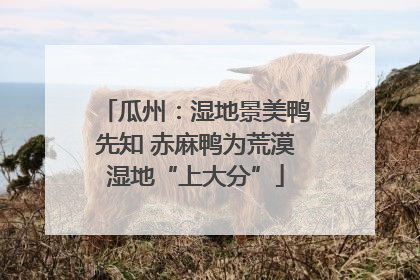 瓜州：湿地景美鸭先知 赤麻鸭为荒漠湿地“上大分”