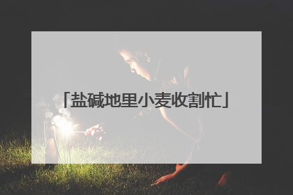 盐碱地里小麦收割忙