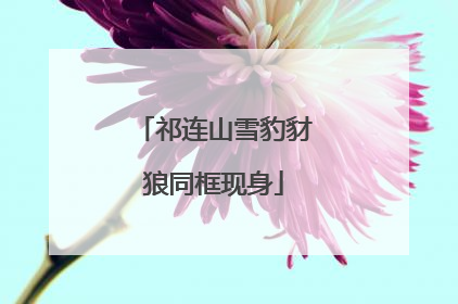 祁连山雪豹豺狼同框现身