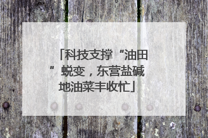 科技支撑“油田”蜕变，东营盐碱地油菜丰收忙