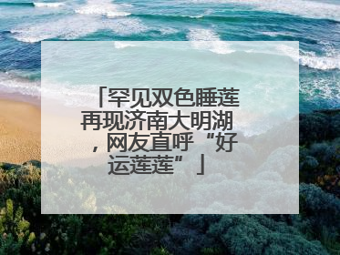 罕见双色睡莲再现济南大明湖，网友直呼“好运莲莲”