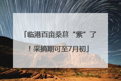 临港百亩桑葚“紫”了！采摘期可至7月初