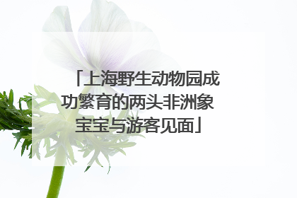 上海野生动物园成功繁育的两头非洲象宝宝与游客见面