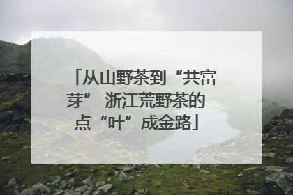 从山野茶到“共富芽” 浙江荒野茶的点“叶”成金路