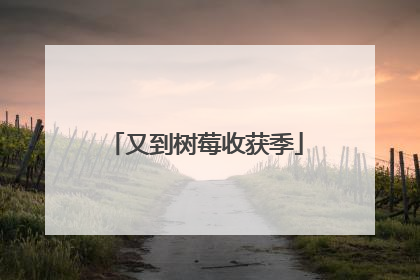 又到树莓收获季