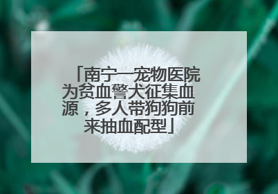 南宁一宠物医院为贫血警犬征集血源，多人带狗狗前来抽血配型
