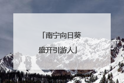 南宁向日葵盛开引游人