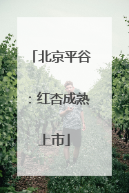 北京平谷：红杏成熟上市