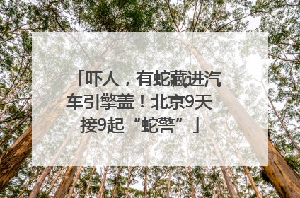 吓人，有蛇藏进汽车引擎盖！北京9天接9起“蛇警”