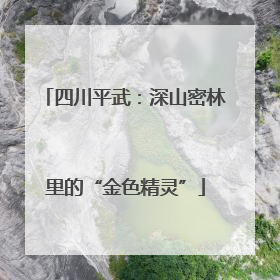 四川平武：深山密林里的“金色精灵”