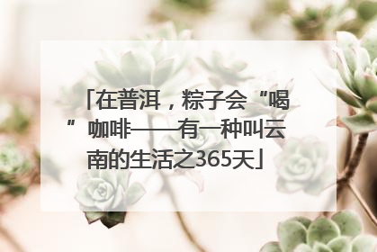 在普洱，粽子会“喝”咖啡——有一种叫云南的生活之365天