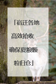 宿迁各地高效抢收 确保夏粮颗粒归仓