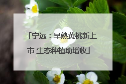 宁远：早熟黄桃新上市 生态种植助增收