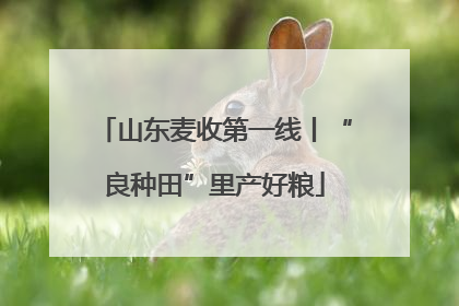 山东麦收第一线丨“良种田”里产好粮