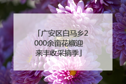 广安区白马乡2000余亩花椒迎来丰收采摘季