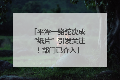 平潭一骆驼瘦成“纸片”引发关注！部门已介入