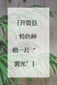 开鲁县：特色种植一片“薯光”