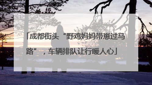成都街头“野鸡妈妈带崽过马路”，车辆排队让行暖人心