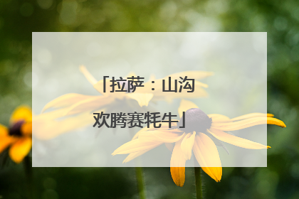 拉萨：山沟欢腾赛牦牛