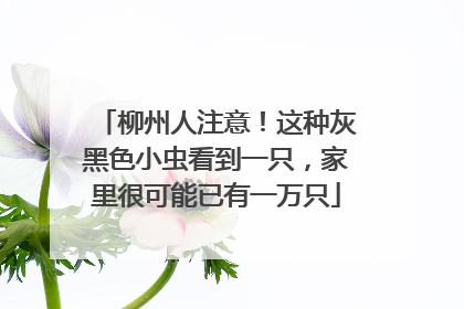 柳州人注意！这种灰黑色小虫看到一只，家里很可能已有一万只