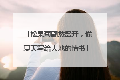 松果菊翩然盛开，像夏天写给大地的情书