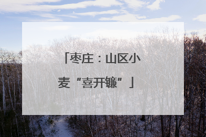 枣庄：山区小麦“喜开镰”