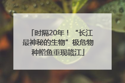 时隔20年！“长江最神秘的生物”极危物种鳤鱼重现赣江