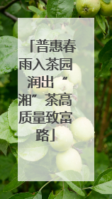 普惠春雨入茶园 润出“湘”茶高质量致富路