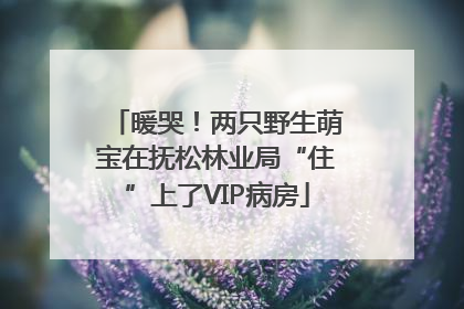 暖哭！两只野生萌宝在抚松林业局“住”上了VIP病房