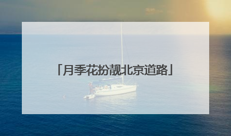 月季花扮靓北京道路