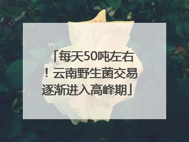 每天50吨左右！云南野生菌交易逐渐进入高峰期