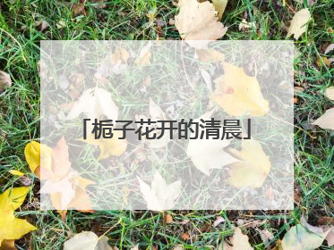 栀子花开的清晨