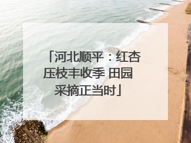 河北顺平：红杏压枝丰收季 田园采摘正当时