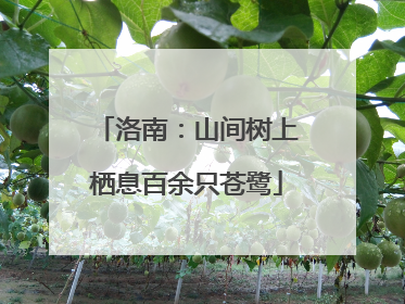 洛南：山间树上栖息百余只苍鹭
