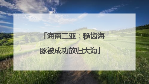 海南三亚：糙齿海豚被成功放归大海