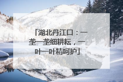 湖北丹江口：一垄一垄细耕耘，一叶一叶精呵护