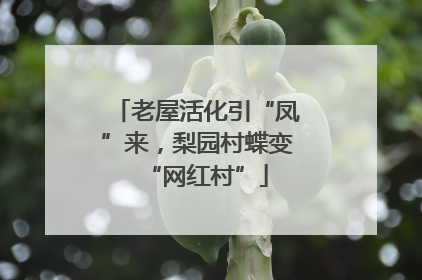 老屋活化引“凤”来，梨园村蝶变“网红村”