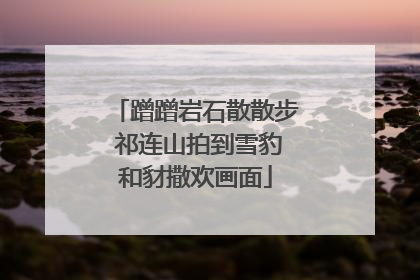 蹭蹭岩石散散步 祁连山拍到雪豹和豺撒欢画面