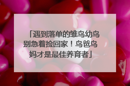 遇到落单的雏鸟幼鸟别急着捡回家！鸟爸鸟妈才是最佳养育者