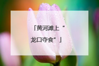 黄河滩上“龙口夺食”