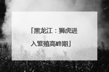 黑龙江：狮虎进入繁殖高峰期