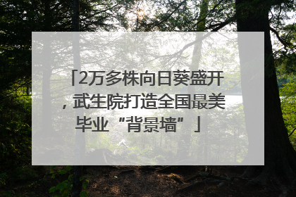 2万多株向日葵盛开，武生院打造全国最美毕业“背景墙”