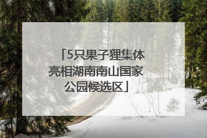 5只果子狸集体亮相湖南南山国家公园候选区