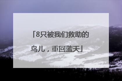 8只被我们救助的鸟儿，重回蓝天